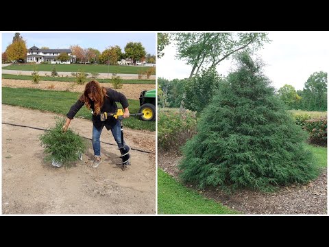 Planting A ‘Haywire’ Cypress & ‘Skinny Fit’ Gingko!