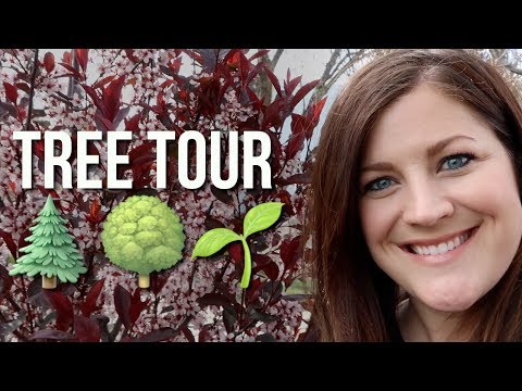 New Tree Tour!