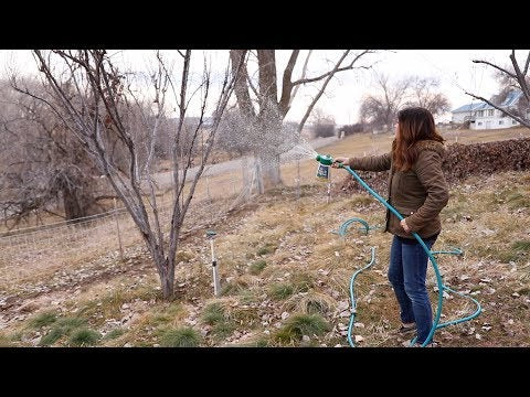 How to Spray Fruit Trees in the Winter