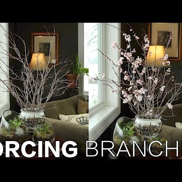 Forcing Branches