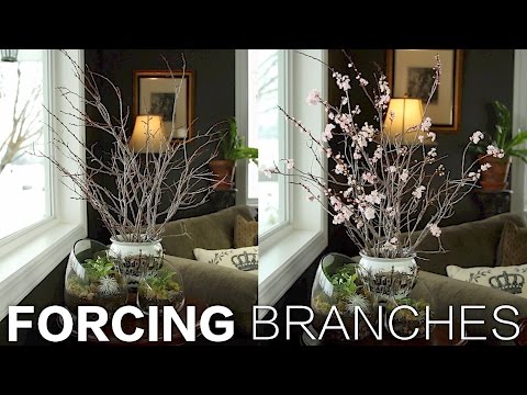 Forcing Branches