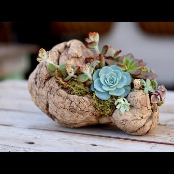 How to Plant Succulents on Driftwood (without soil)