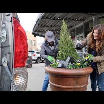 Planting Pansies with My Mom