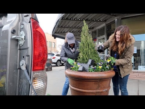 Planting Pansies with My Mom