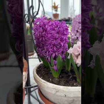 Hyacinths in full, fragrant bloom!