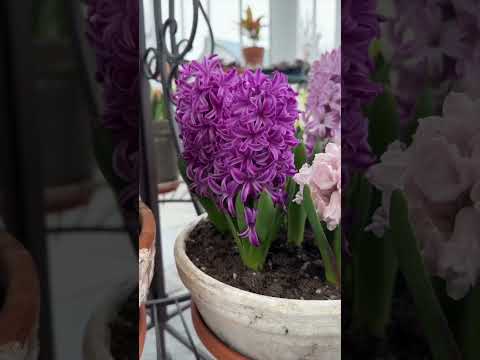Hyacinths in full, fragrant bloom!