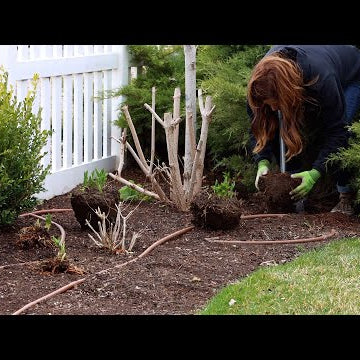 Transplanting Perennials to Make Way For a New Pathway!