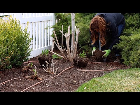 Transplanting Perennials to Make Way For a New Pathway!