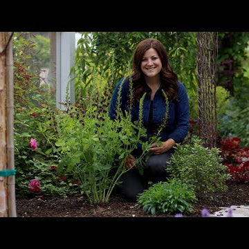 Planting Baptisia & a Tour of the Cottage Garden!