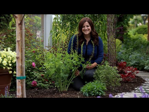 Planting Baptisia & a Tour of the Cottage Garden!