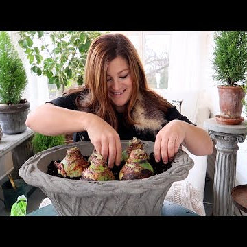 Planting Amaryllis Bulbs & Forcing Last Year’s Amaryllis to Bloom!