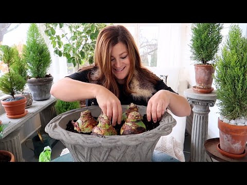 Planting Amaryllis Bulbs & Forcing Last Year’s Amaryllis to Bloom!