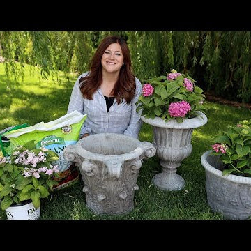 I’ve Struggled with Certain Types of Hydrangeas, So I’m Trying Again in Containers!