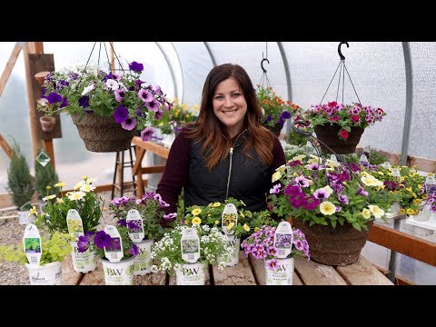 Hanging Baskets Part 2: Let’s Talk About Plants!