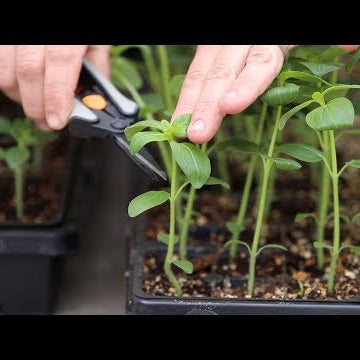 How to Pinch Seedlings for Fuller Growth & Higher Yields!