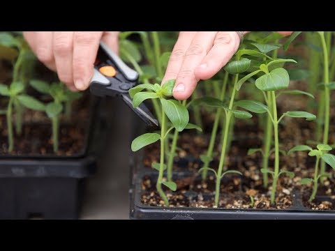 How to Pinch Seedlings for Fuller Growth & Higher Yields!