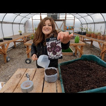 Winter Sowing Poppies & Artichokes!