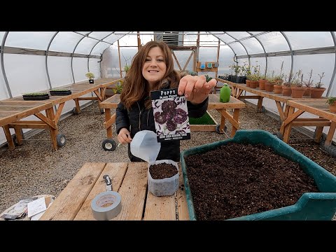 Winter Sowing Poppies & Artichokes!
