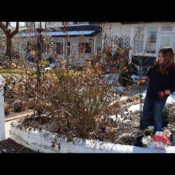 Spring Rose Pruning!