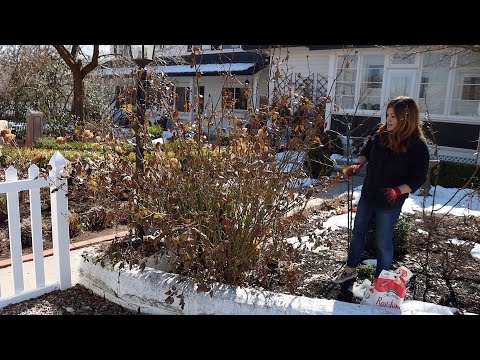 Spring Rose Pruning!