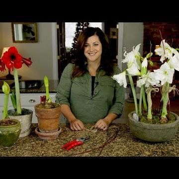 Amaryllis Update + Care Tips