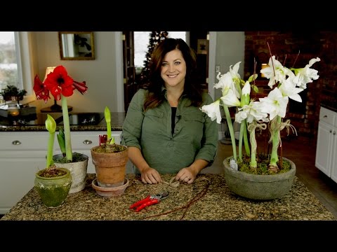 Amaryllis Update + Care Tips