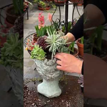 Planting a Succulent Head Planter!