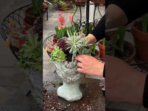 Planting a Succulent Head Planter!