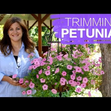 Trimming Petunias