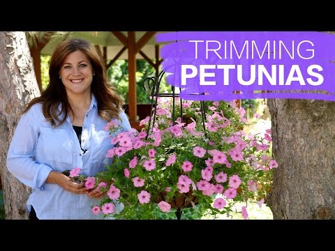 Trimming Petunias