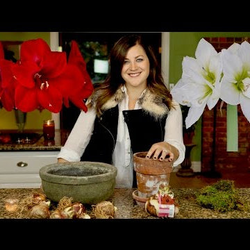 Planting Amaryllis Bulbs