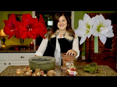 Planting Amaryllis Bulbs