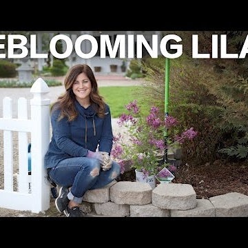 Bloomerang Purple Reblooming Lilac