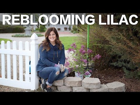 Bloomerang Purple Reblooming Lilac