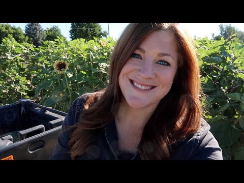 Cut Flower Garden Update Tour / Harvesting Sweet Pea Seeds & Strawflowers