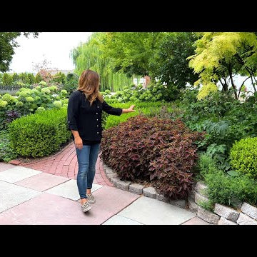 August Garden Tour! Trying to Keep Things Alive in the Heat!