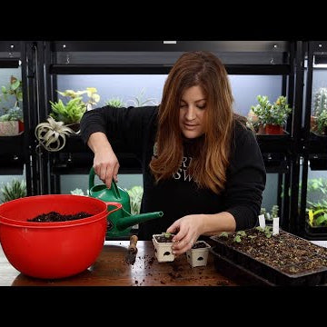 Seedling Update Tour, Seedling Transplant/Thinning & Hand-Pollinating My Navel Orange!