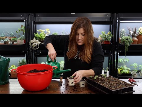 Seedling Update Tour, Seedling Transplant/Thinning & Hand-Pollinating My Navel Orange!