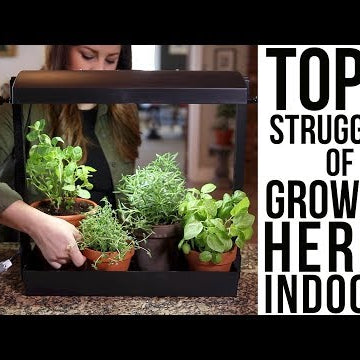Top 6 Struggles of Growing Herbs Indoors (w/ solutions)!!!