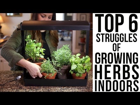 Top 6 Struggles of Growing Herbs Indoors (w/ solutions)!!!