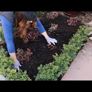 How I Take Care of Hellebores in the Spring!
