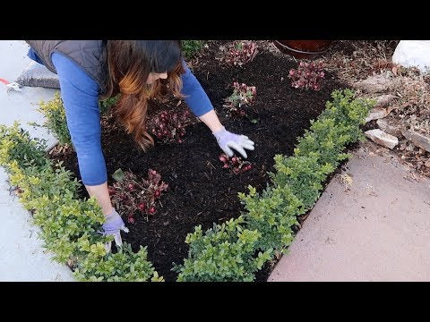 How I Take Care of Hellebores in the Spring!