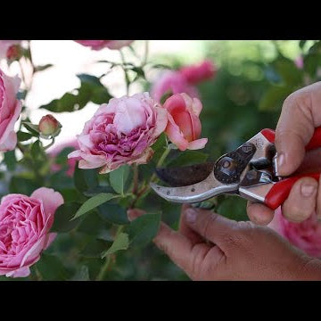 How I Deadhead Roses!