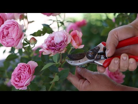 How I Deadhead Roses!