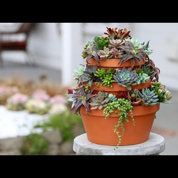 Succulent Tower