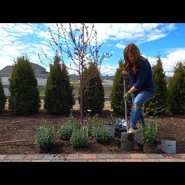 Three New Plants for the Moon Garden!