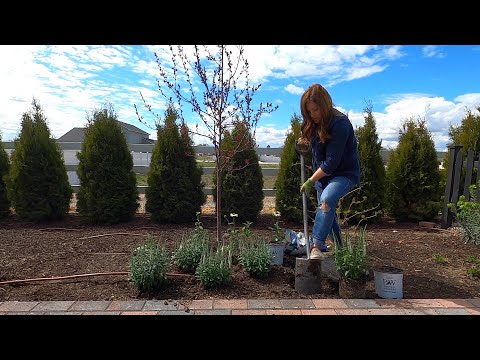 Three New Plants for the Moon Garden!