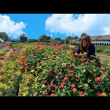 Cutting Flowers & Planting More Fall Crops!