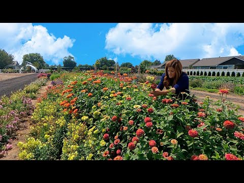 Cutting Flowers & Planting More Fall Crops!