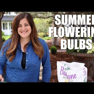 Summer Flowering Bulbs